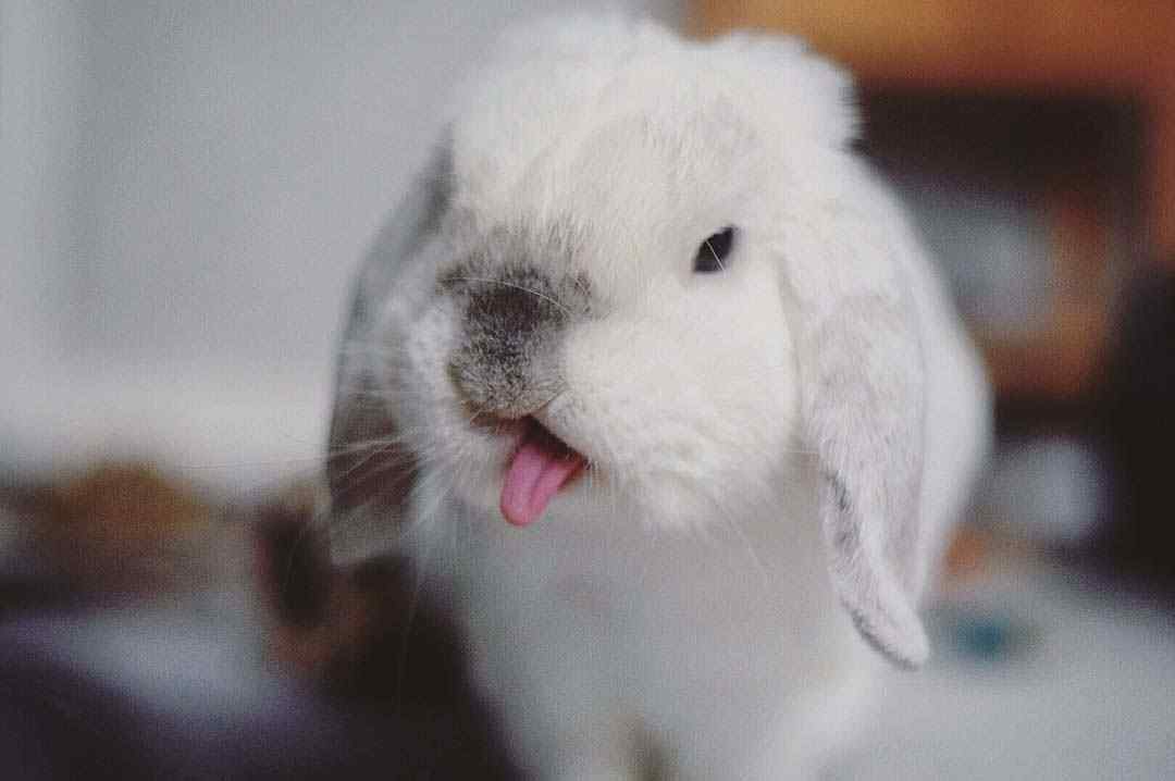 可爱小兔子吐舌头桌面壁纸