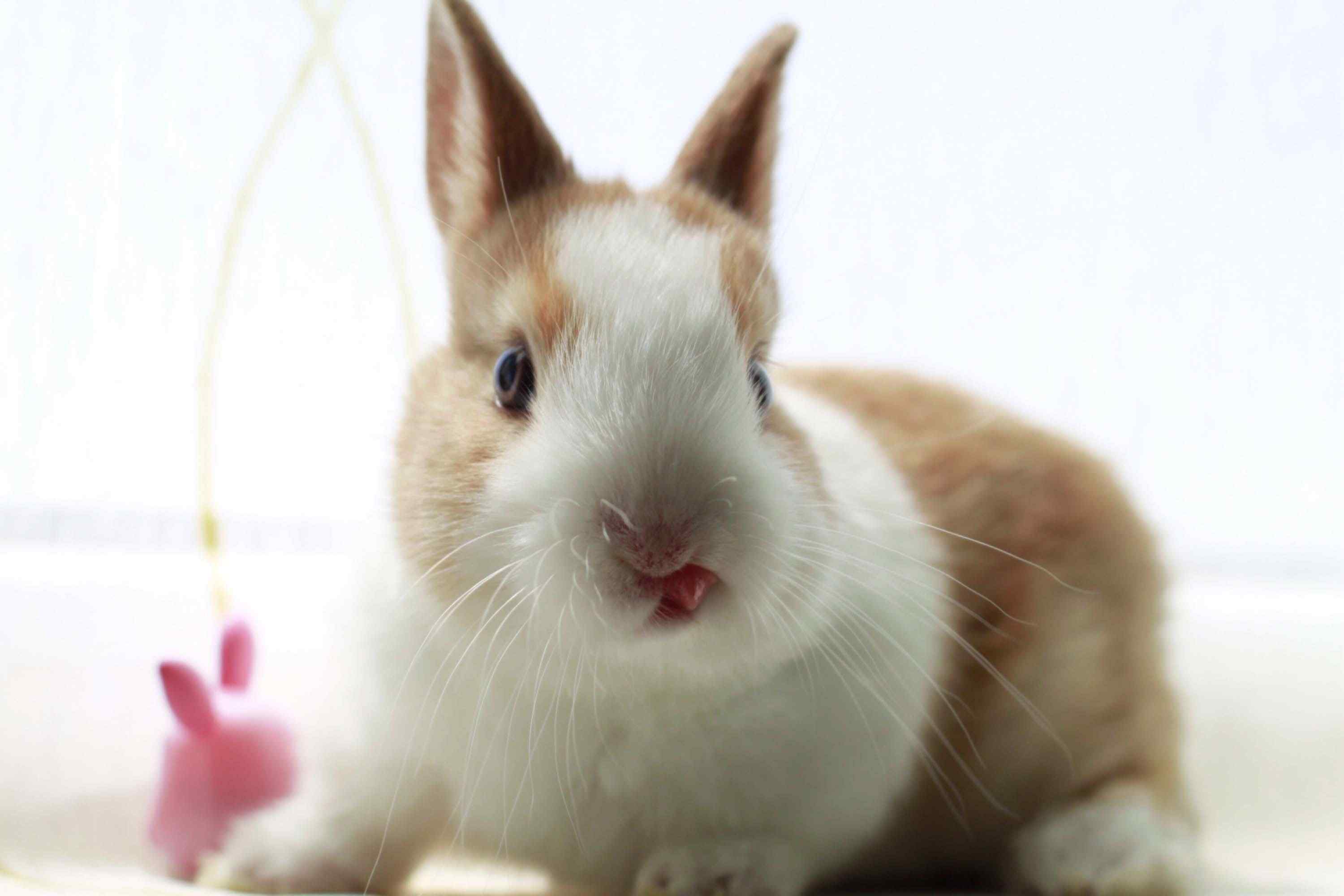 窗边上的小兔子可爱壁纸