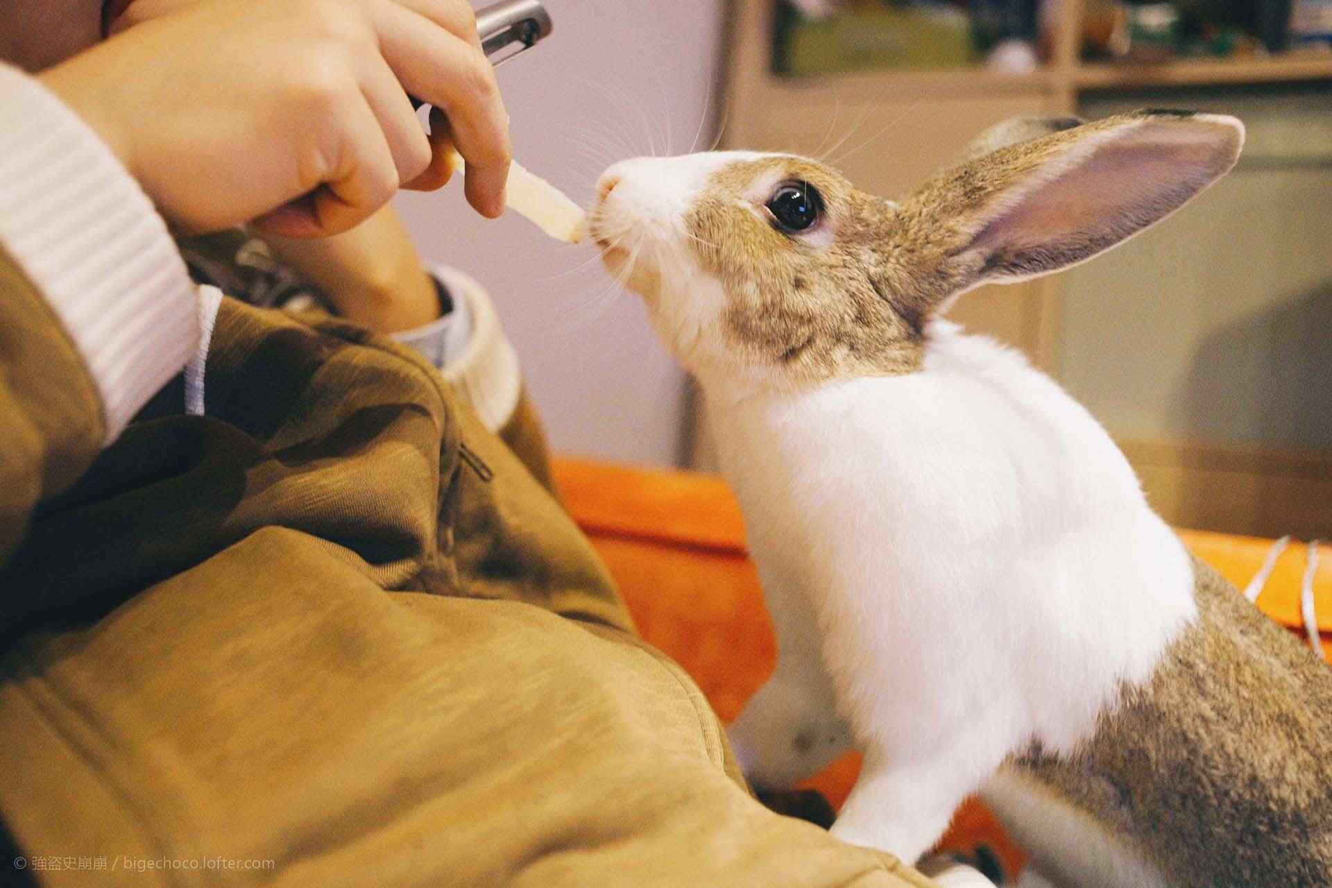 萌萌哒吃东西的小兔子壁纸