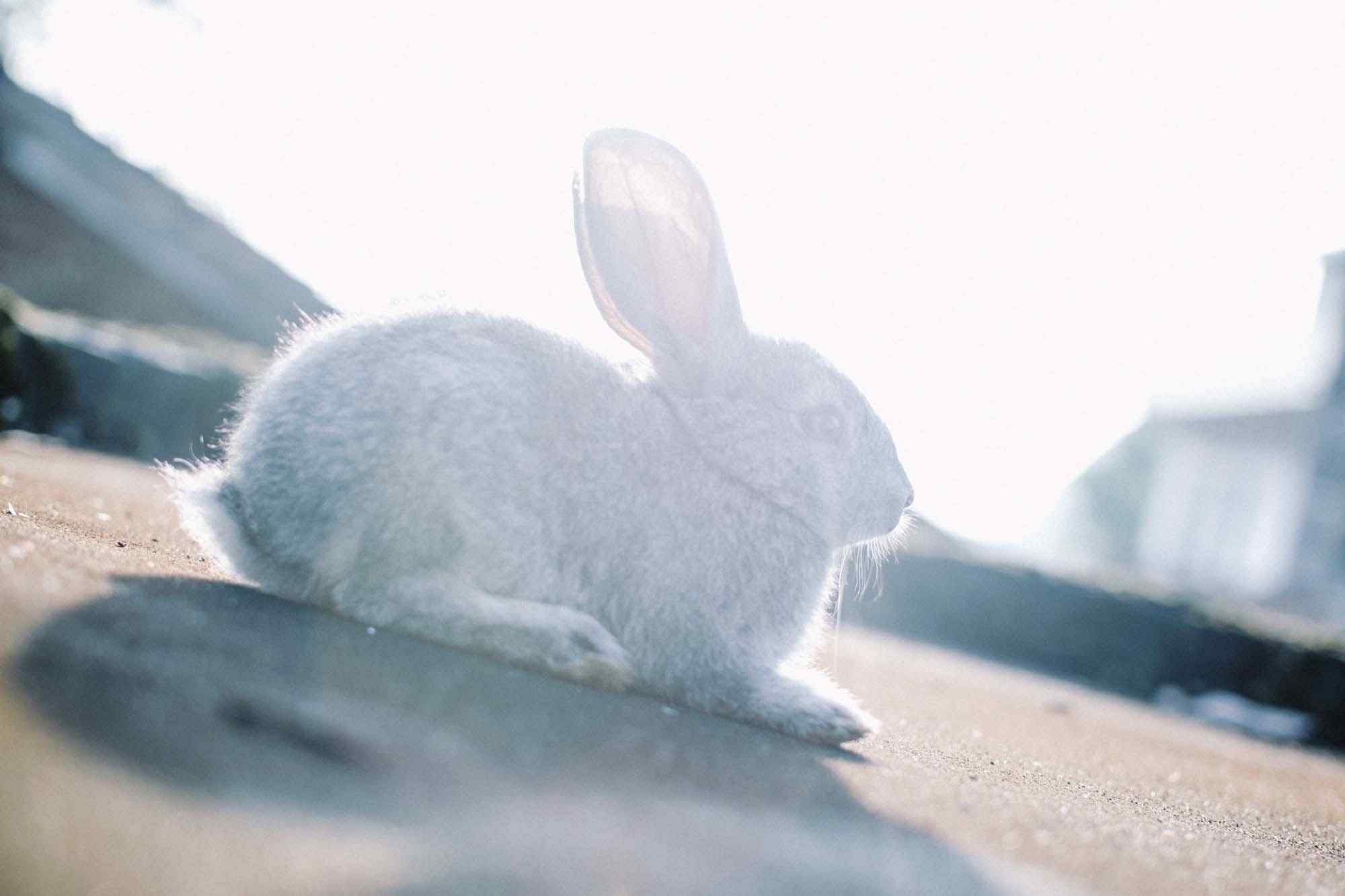 萌萌哒灰色小兔子可爱壁纸