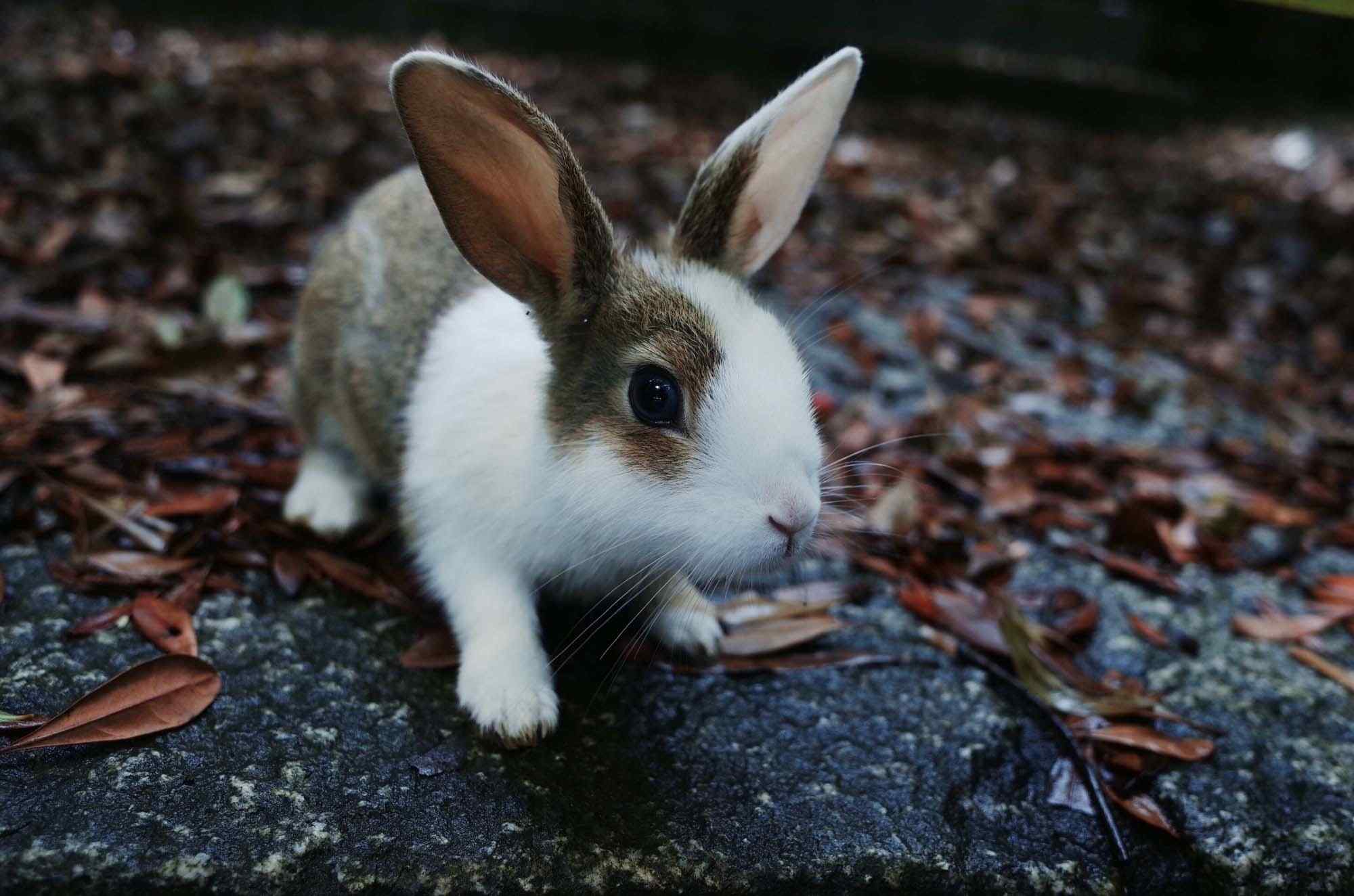 软萌可爱的小兔子桌面壁纸