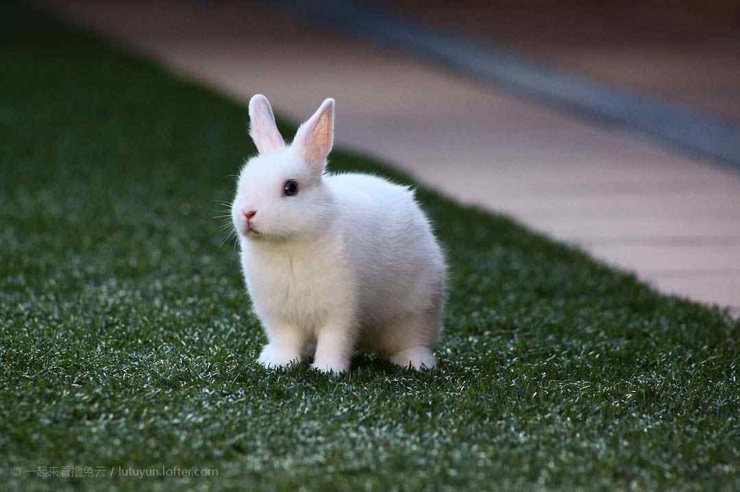 草地上可爱的小兔子桌面壁纸