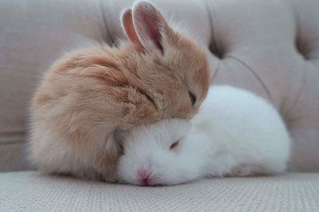 两只可爱的小兔子桌面壁纸