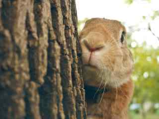 可爱的躲在树后的小兔子