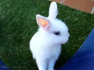 可爱的白色小兔子