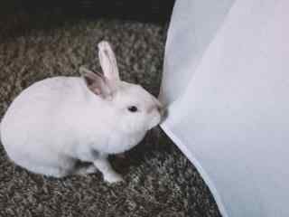 白色小兔子咬床单桌面壁纸