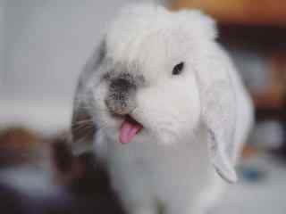 可爱小兔子吐舌头桌面壁纸