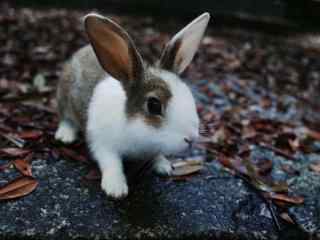 软萌可爱的小兔子