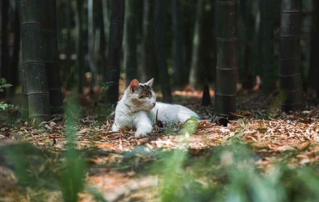 竹林中的小猫桌面壁纸