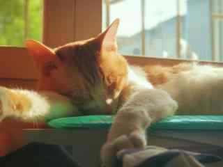 趴在阳光下的小猫桌面壁纸