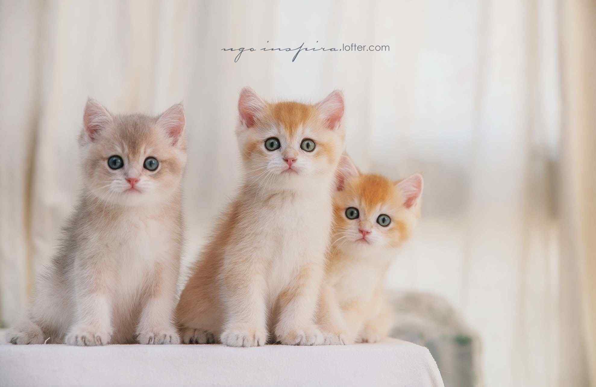三只可爱的短毛猫咪桌面壁纸