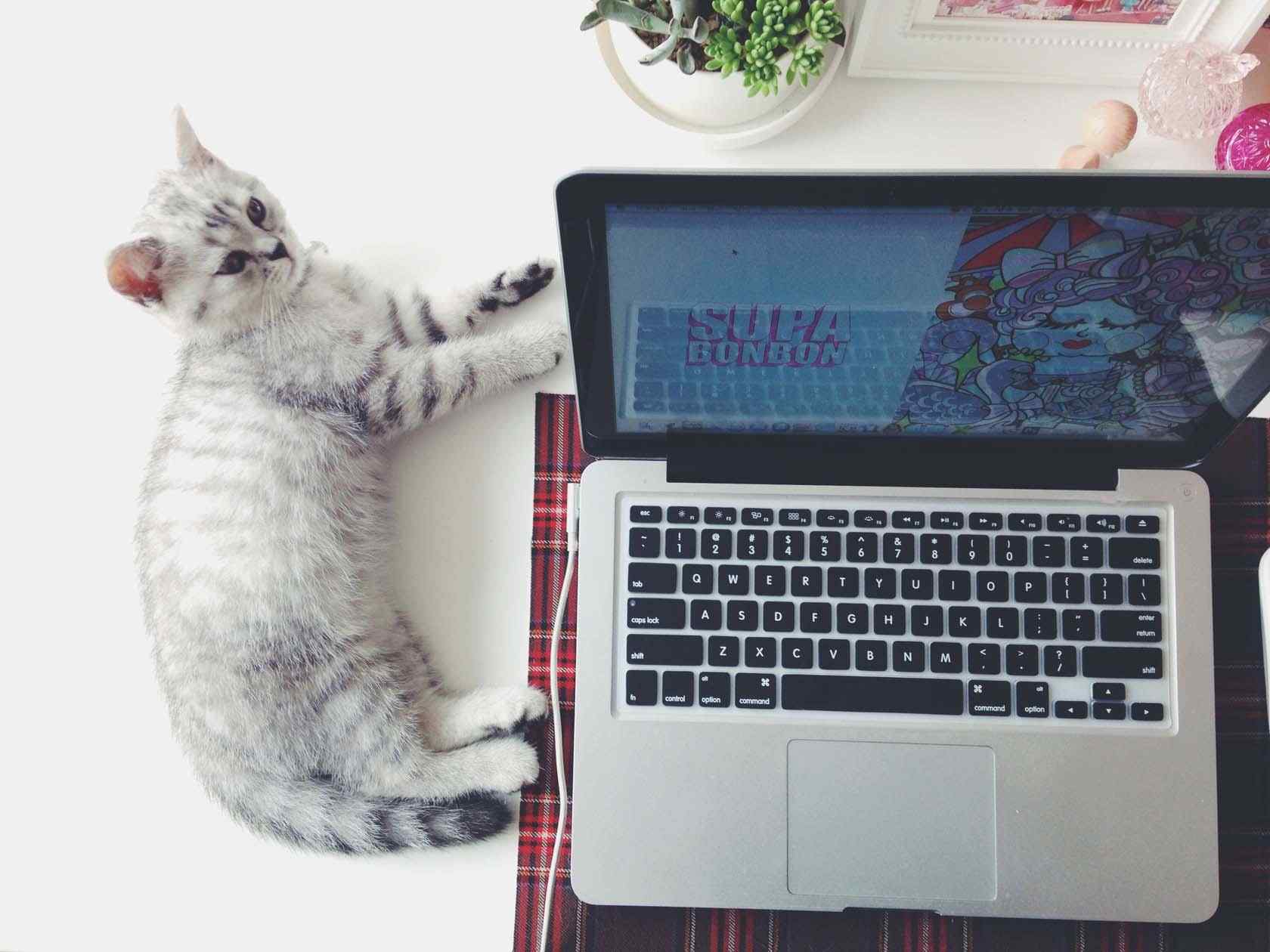 电脑旁安静睡觉的美短猫咪桌面壁纸