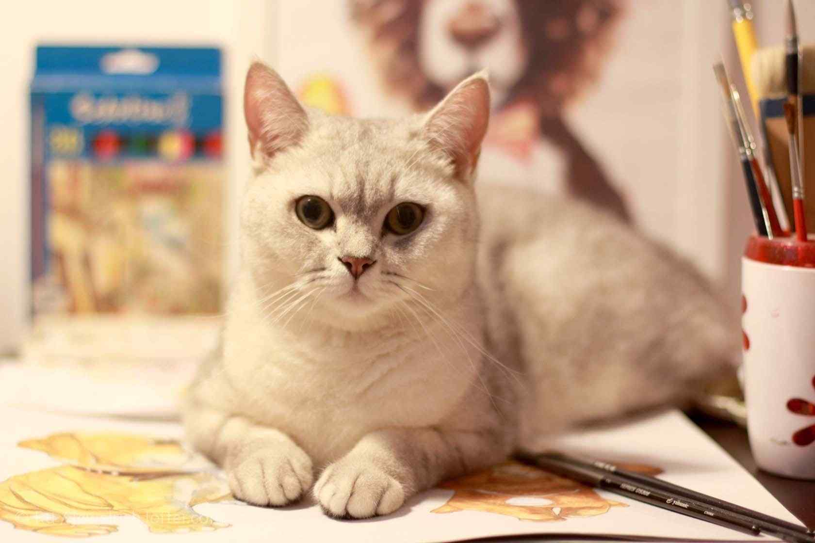 认真作画的英短猫咪桌面壁纸
