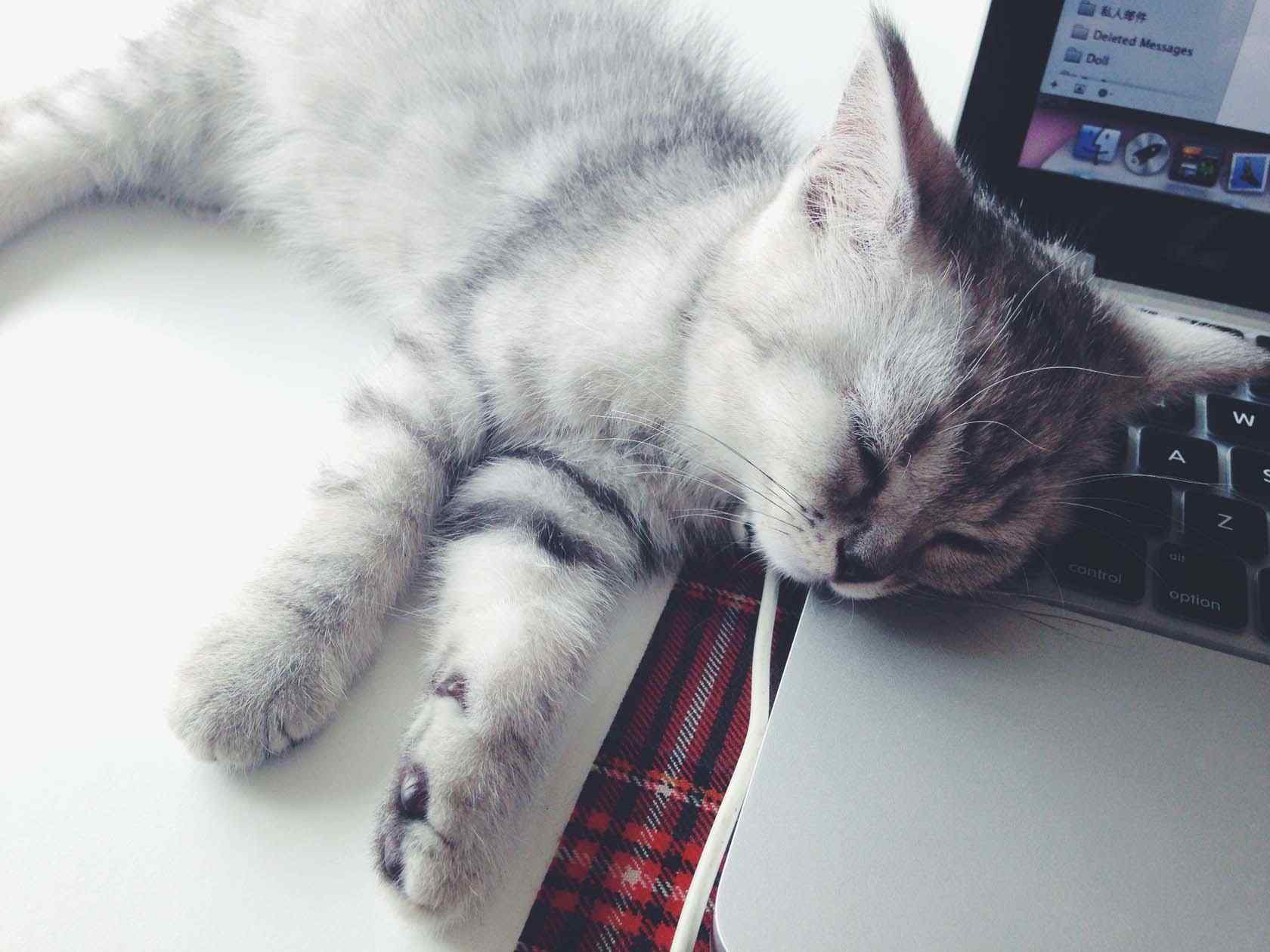电脑旁安静睡觉的美短猫咪桌面壁纸