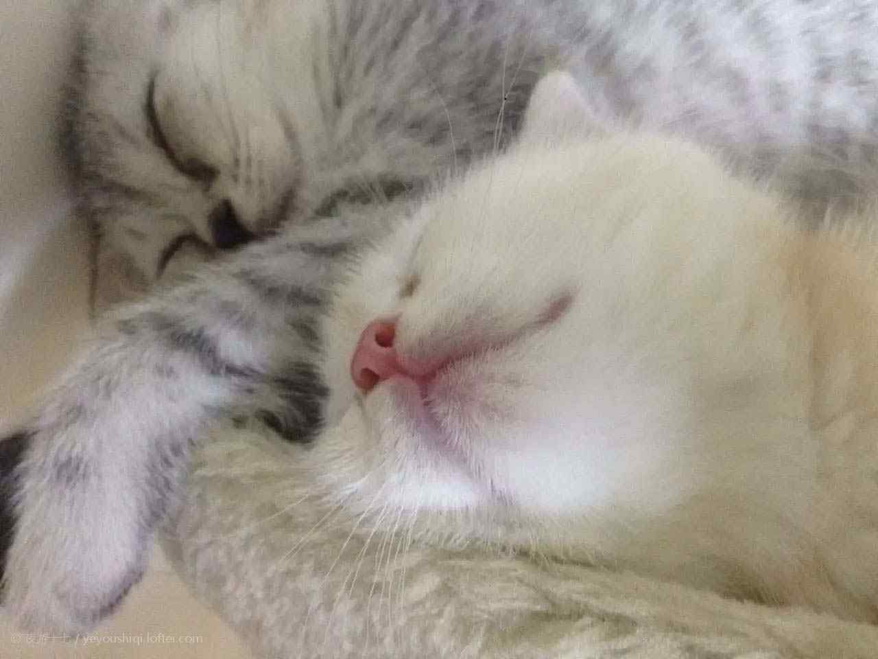 抱在一起睡觉的英短猫咪桌面壁纸