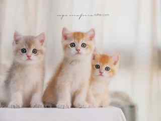 三只可爱的短毛猫咪桌面壁纸