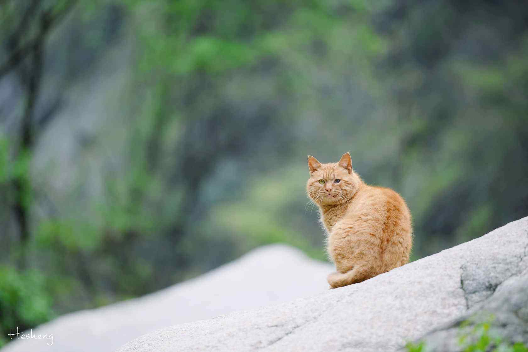 华山上的可爱小橘猫桌面壁纸