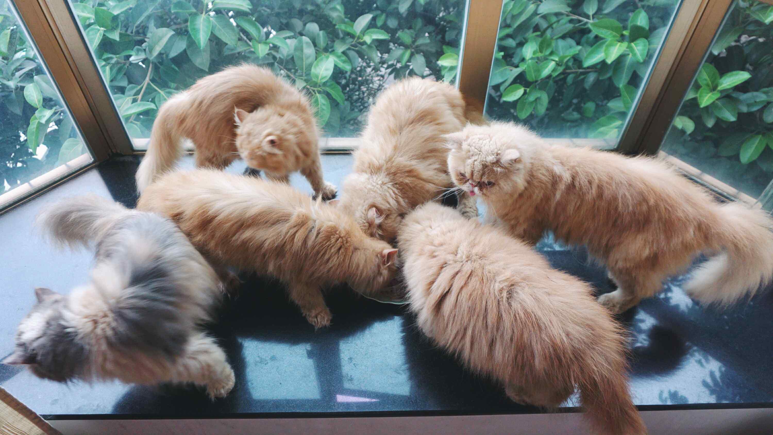 一群可爱猫咪吃食桌面壁纸