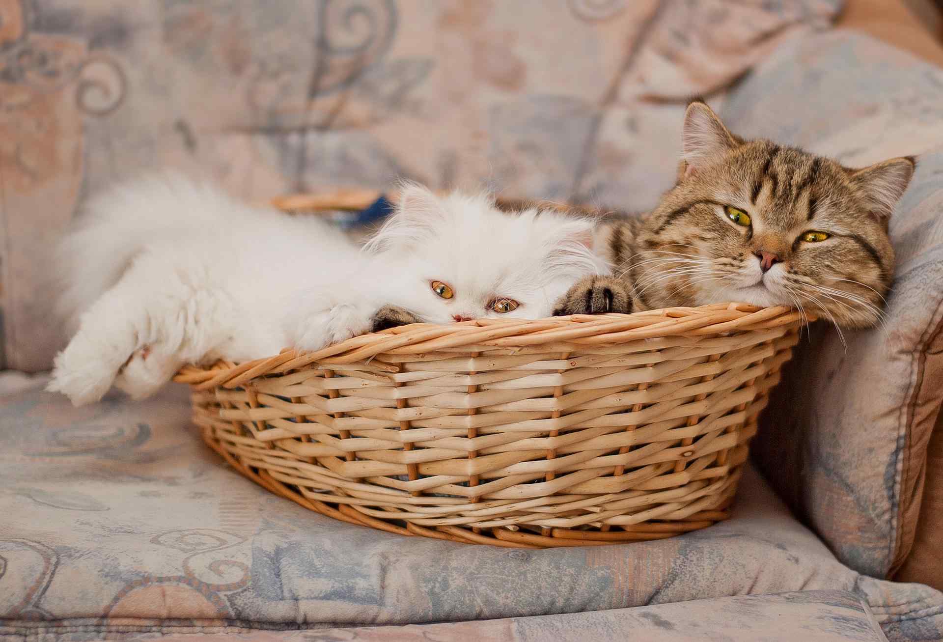两只可爱的小猫咪窝在篮子里桌面壁纸