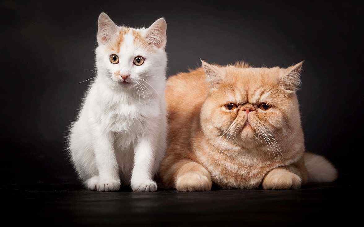 两只可爱的猫咪桌面壁纸