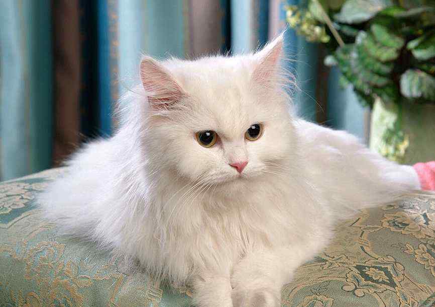 白色毛茸茸可爱的波斯猫桌面壁纸