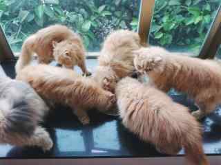 一群可爱猫咪吃食