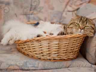 两只可爱的小猫咪窝在篮子里桌面壁纸