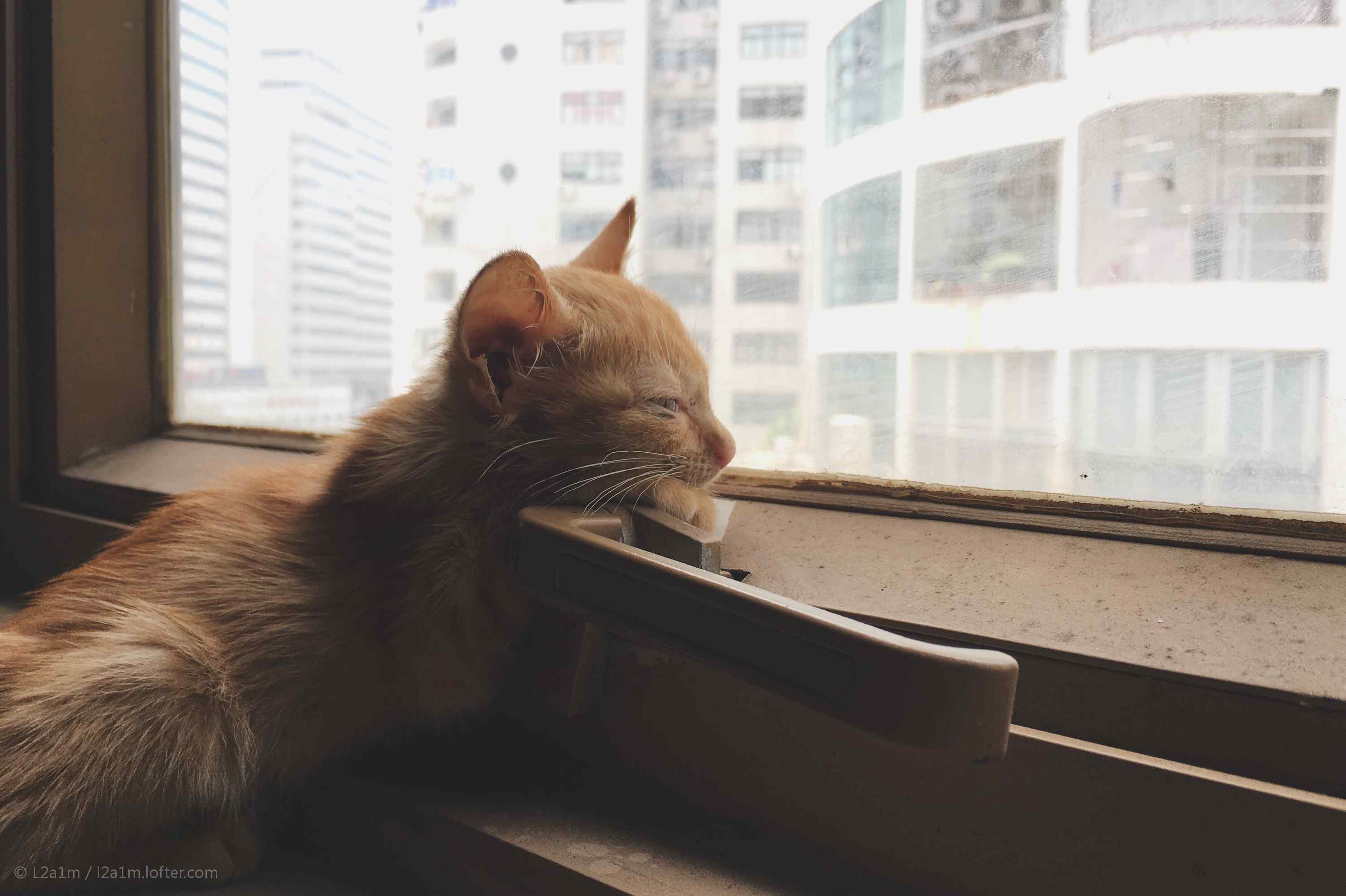 看着窗外世界的橘猫桌面壁纸