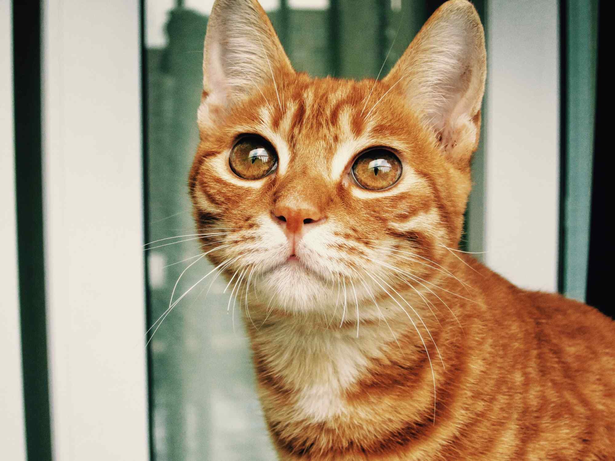 大大眼睛的小橘猫桌面壁纸
