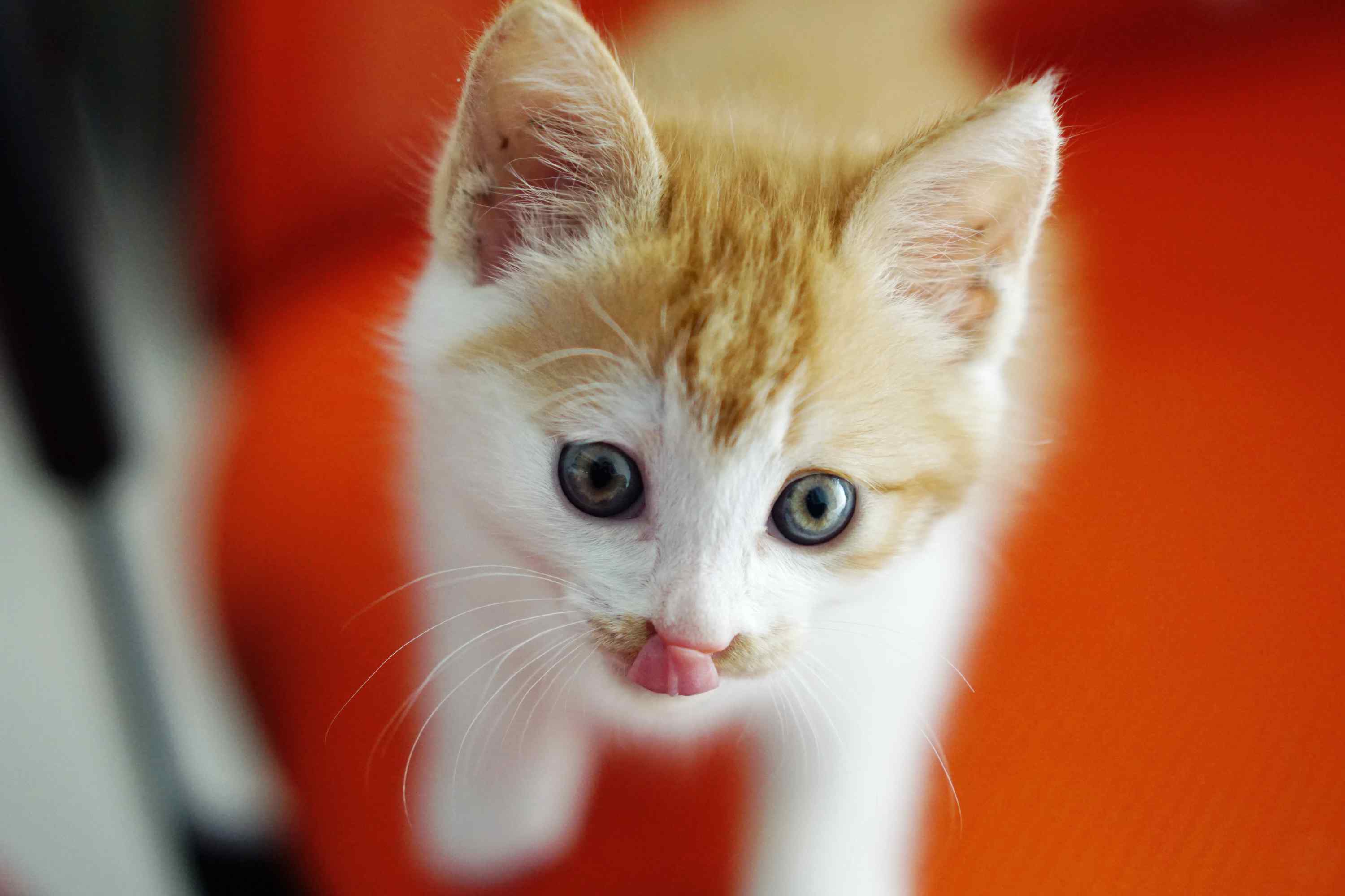 娇小可爱的小橘猫桌面壁纸