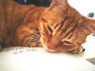 慵懒软萌的小橘猫桌面壁纸