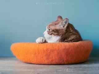 坐在小毛毡里的橘猫桌面壁纸
