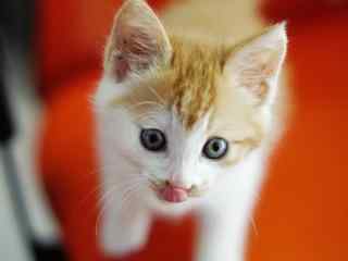 娇小可爱的小橘猫桌面壁纸