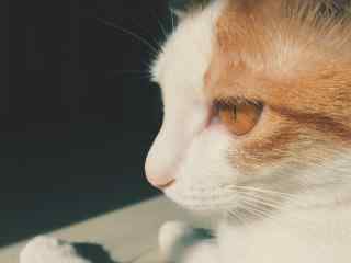 橘猫可爱的小侧脸桌面壁纸
