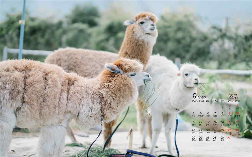 2017年9月日历可爱羊驼桌面壁纸
