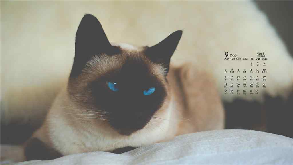 2017年9月日历美丽的暹罗猫壁纸