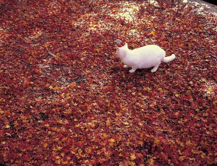 唯美落叶上的可爱猫咪壁纸