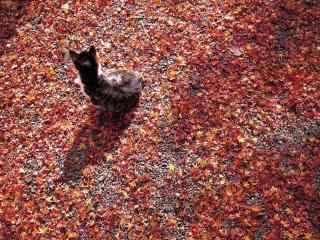 唯美红色落叶之上的可爱猫咪壁纸