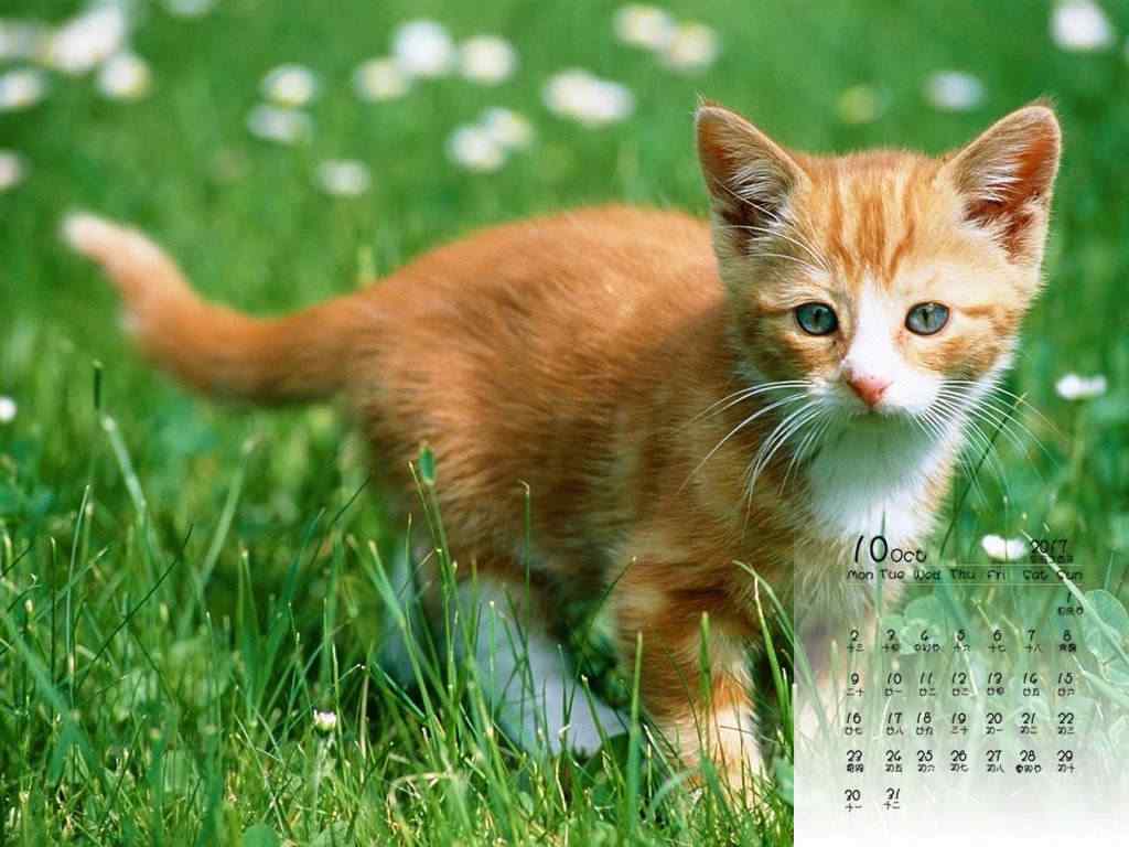 2017年10月日历猫咪可爱图片壁纸