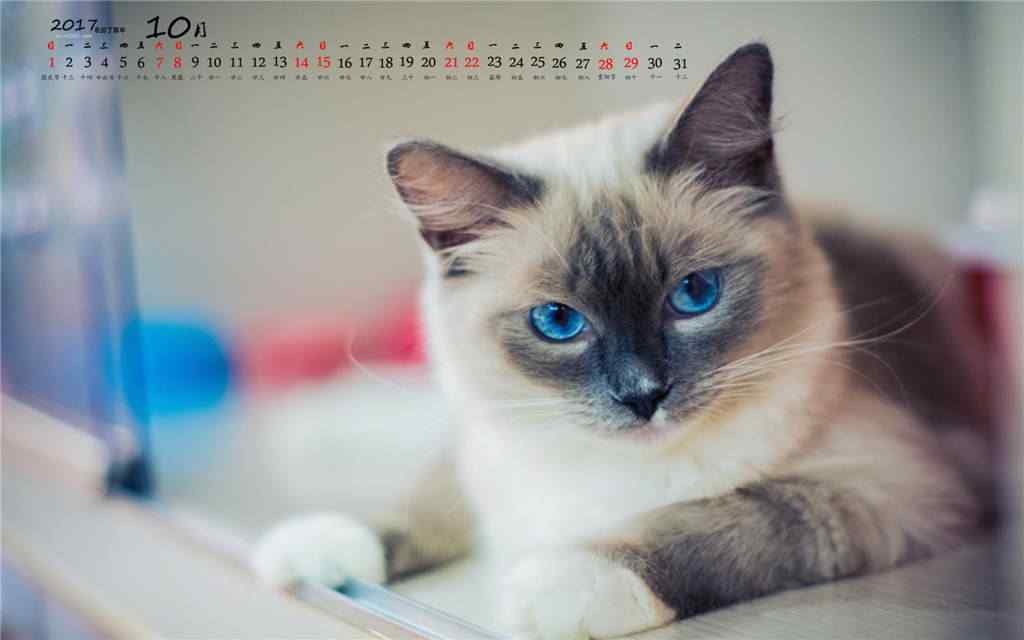 2017年10月日历可爱的小猫桌面壁纸