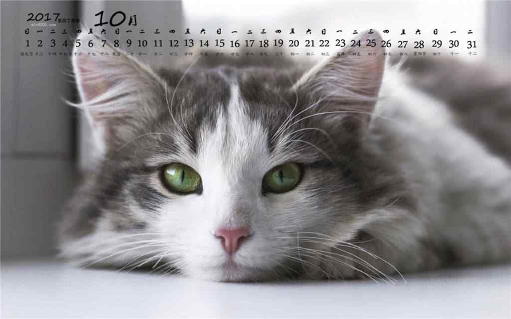 2017年10月日历可爱猫咪桌面壁纸