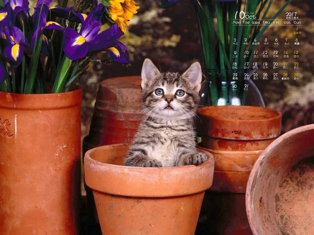2017年10月日历花瓶里的小猫桌面壁纸