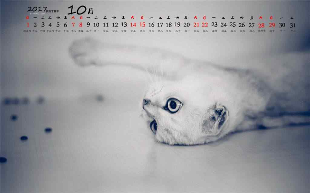 2017年10月日历软萌小猫桌面壁纸