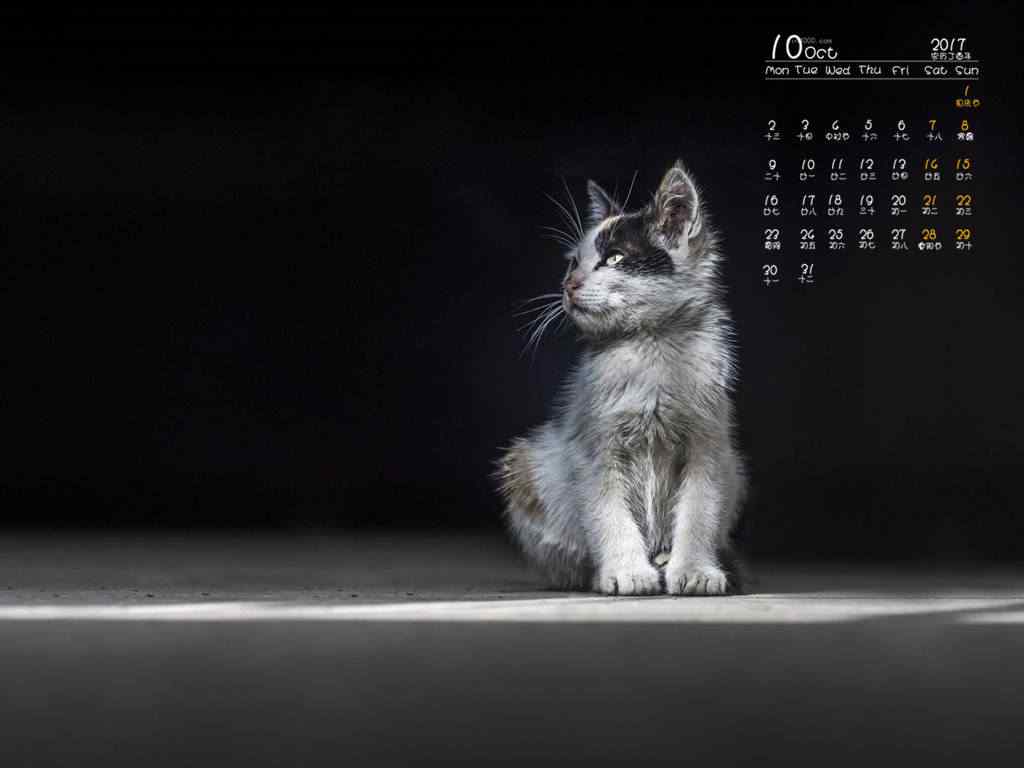 2017年10月日历猫咪写真桌面壁纸