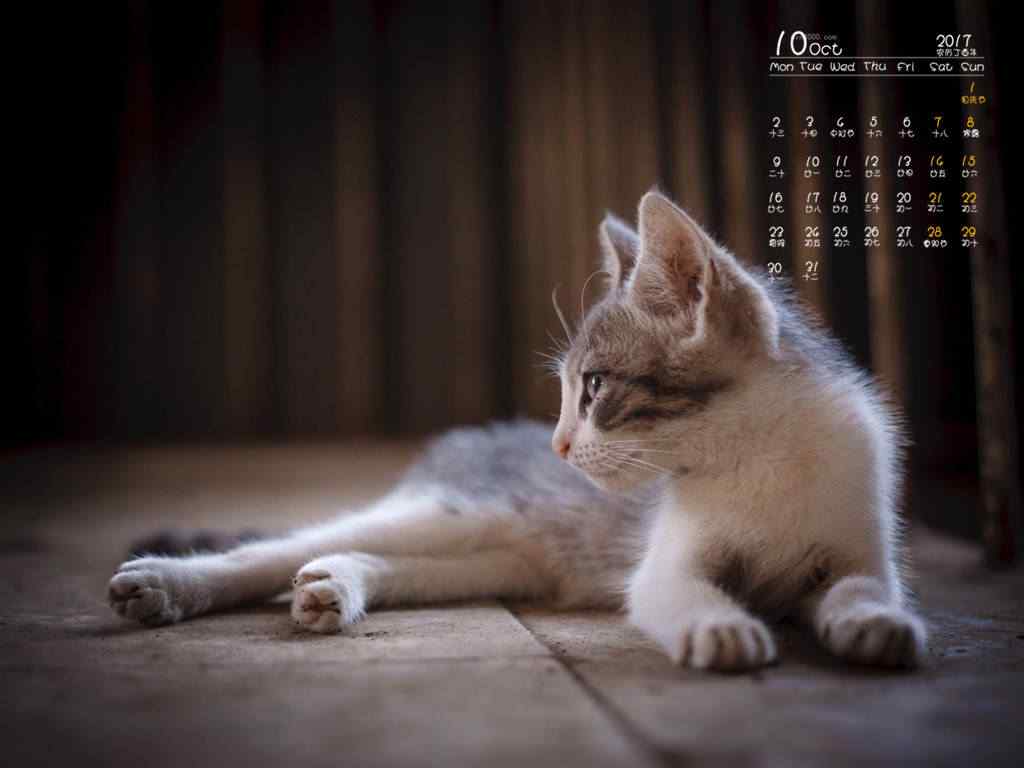 2017年10月日历小猫咪图片壁纸