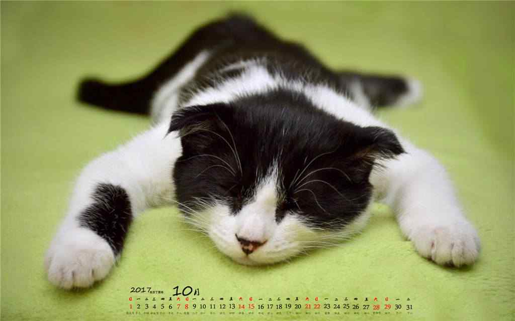 2017年10月日历萌萌的小猫桌面壁纸