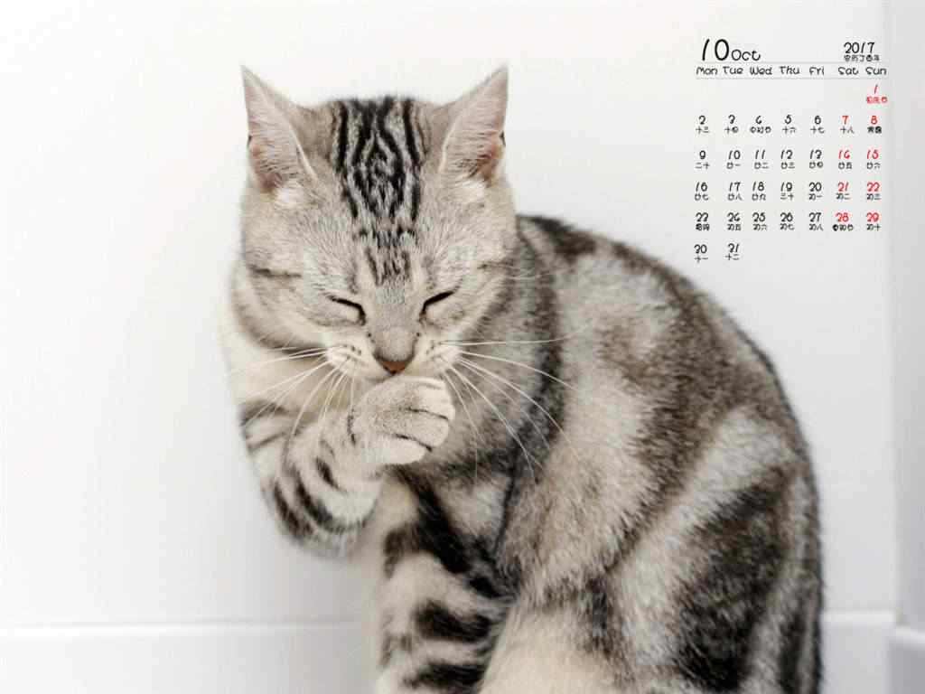 2017年10月日历猫咪桌面图片壁纸