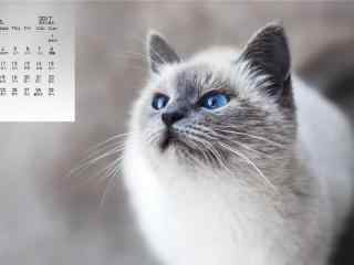2017年10月日历呆萌的猫咪桌面壁纸
