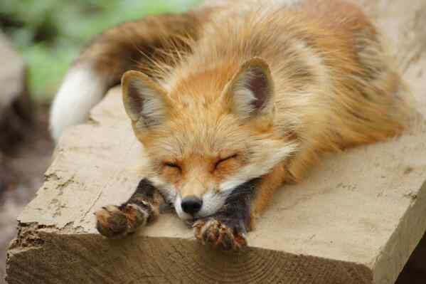 可爱的小狐狸睡觉图片壁纸