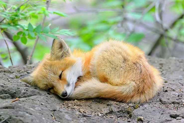 睡着的可爱小狐狸桌面壁纸